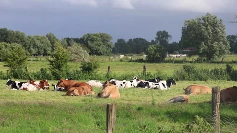 A Group Of Cows Of Different Colors Lie In A Meadow In A European Village Stock Footage 307653434