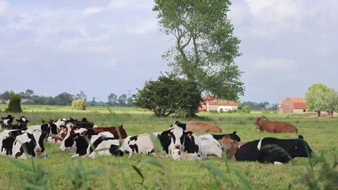 A Group Of Cows Of Different Colors Lie On The Grass In A European Village Stock Footage 307653502