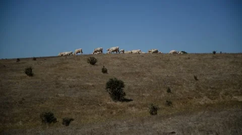 Group of cows on dry landscape. Stock Footage 49001359