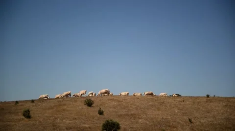 Group of cows on dry landscape. Stock Footage 49001914