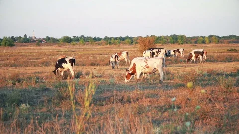 Group of cows eating grass on a farmland Stock Footage