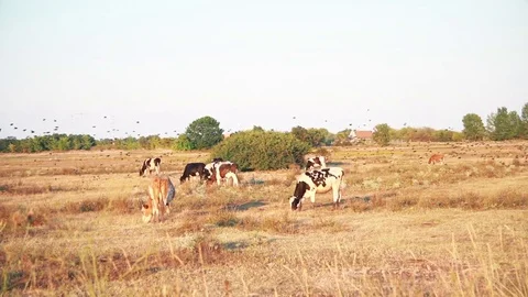 Group of cows eating grass on a farmland, birds flying over them Stock Footage