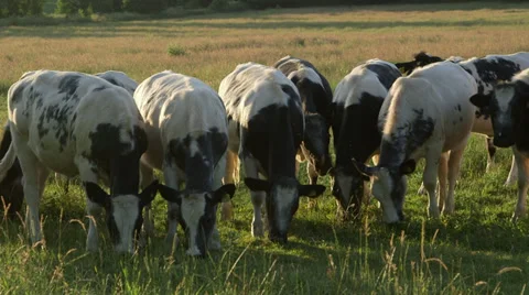 Group of Cows Eating Grass 스톡 동영상 32704375
