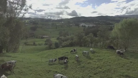 Group cows eating grass Stock Footage 220368686