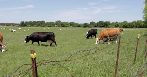 Group of Cows Eating Grass - Free Range Stock Footage 107156599