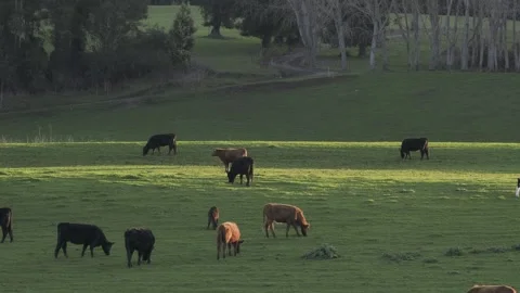 A group of cows eating grass in a meadow at the golden hour.  Wide view. Stock Footage 248781100