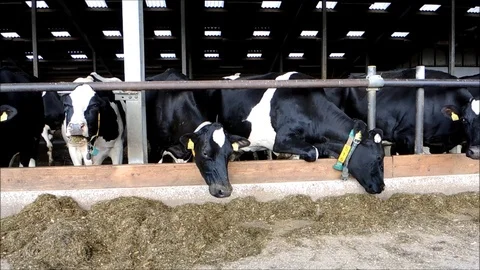 A group of cows eating hay in their stable Stock Footage 88488508
