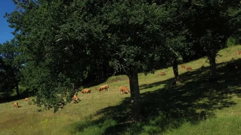 Group of cows eating on hillside Video stock 144827877