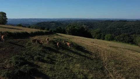 Group of cows eating on the hillside in front of the mountain Video stock 144828479