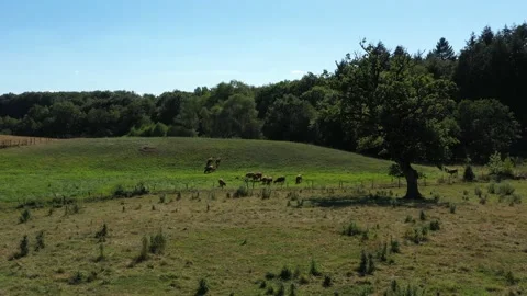 Group of cows eating in a meadow Stock Footage 144760586