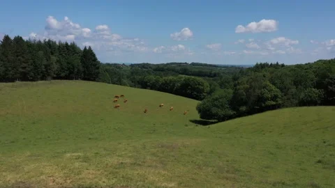Group of cows eating in a meadow with variation of light Stock Footage 144760180
