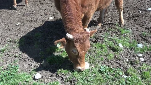 A group of cows on a farm Stock Footage 72240932