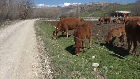 A group of cows on a farm Stock Footage 72240962