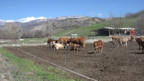 A group of cows on a farm Stock Footage 72241104