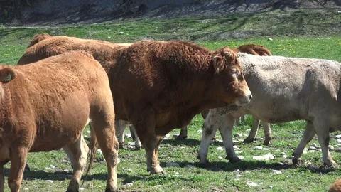 A group of cows on a farm Stock Footage 72241194