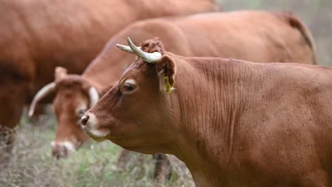 A group of cows on a farm. A herd of cows grazing in a field. Stock Footage 321689043