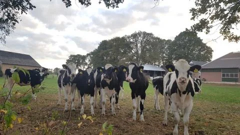 Group of Cows at the farm Stock Photos