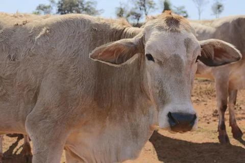 Group of cows on farm Stock Photos