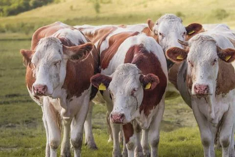 Group of cows at the farm Stock Photos