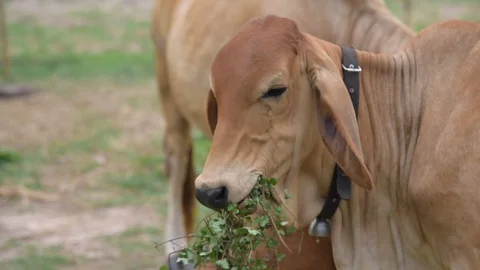 Group of cows in farmland. 스톡 동영상 128276035