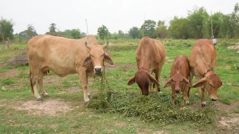 Group of cows in farmland. 스톡 동영상 128276056