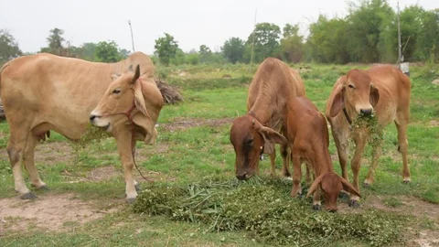 Group of cows in farmland. 스톡 동영상 128276061