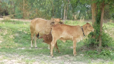 Group of cows in farmland. 스톡 동영상 128276068