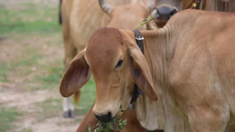 Group of cows in farmland. Stock-Footage 128276069