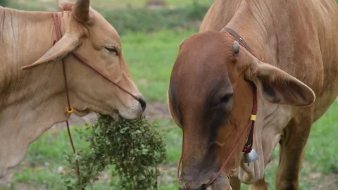 Group of cows in farmland. Stock Footage 128276077