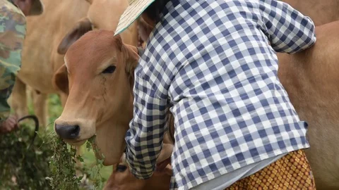 Group of cows in farmland. Stock-Footage 128276079