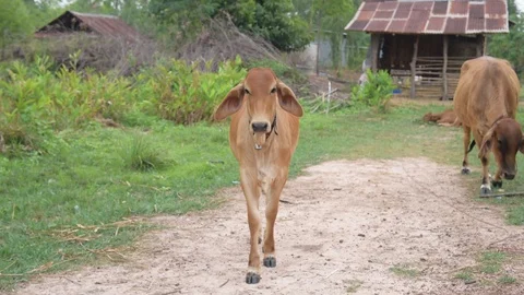 Group of cows in farmland. 스톡 동영상 128276090