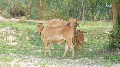 Group of cows in farmland. 스톡 동영상 128276093