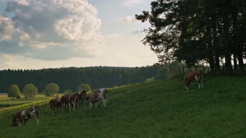 Group of cows feed in the pasture handheld Stock Footage 132763430