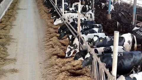A group of cows feeding in a modern dairy farm Stock Footage 293225005