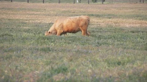 Group of Cows in Field Close Up Stock Footage 74513349