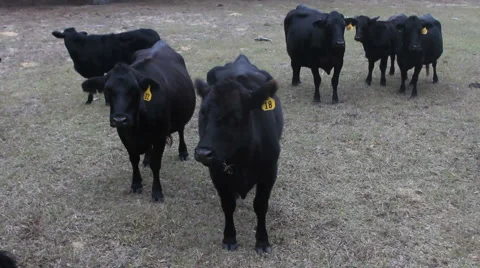Group of Cows in Florida field, December 2010 動画素材 991065