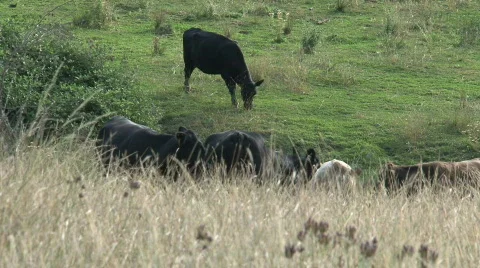 Group cows Stock Footage