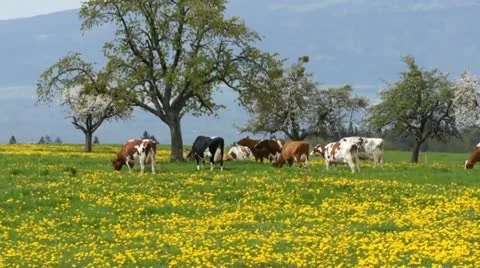 Group of cows Video stock 10912200
