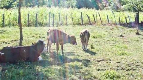 Group Of Cows Vidéo 40698981