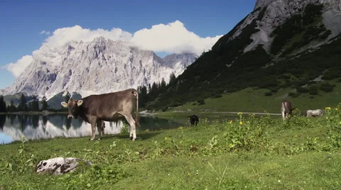 Group of cows in front of reflecting lake in summer Stock Footage 58632736
