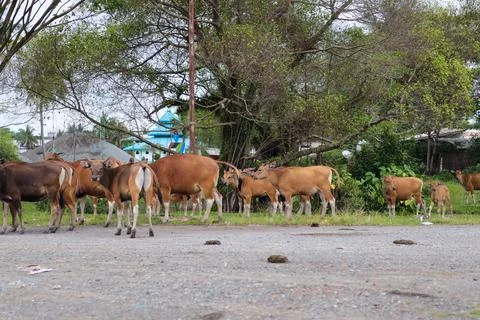 Group of cows front view on a row in a field Stock Photos