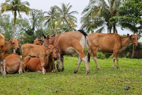 Group of cows front view on a row in a field Stock Photos