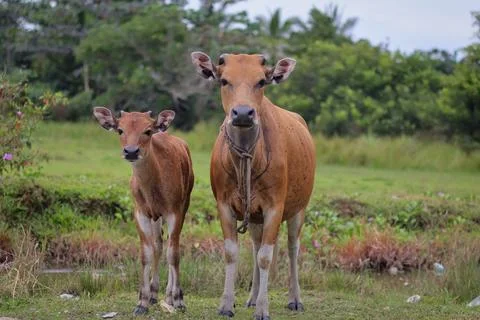 Group of cows front view on a row in a field Stock Photos