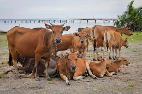 Group of cows front view on a row in a field Stock Photos
