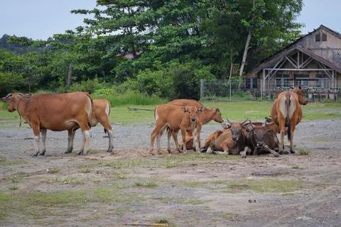 Group of cows front view on a row in a field Stock Photos