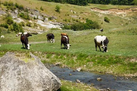 Group of cows is grazed on a meadow Stock Photos