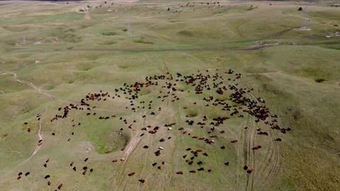 A group of cows grazing in a field, drone footage. A large herd of cows Stock Footage 320375211