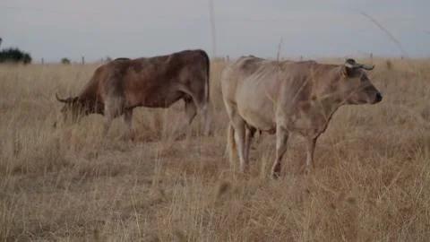 Group of cows grazing in the field during a sunset Stock Footage 138095539