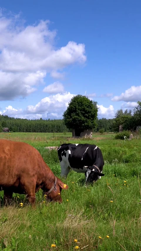 Group of cows grazing freely in a green pasture 스톡 동영상 342590677