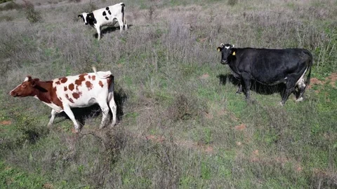 A group of cows grazing on a grassy hillside under a clear sky, scattered across Stock Footage 288818746